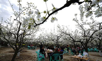 小橋流水,詩句,鮮花
