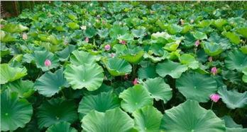 關(guān)于荷花的經(jīng)典古詩句