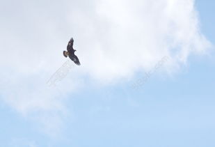 古詩(shī),詩(shī)句,飛翔,形容