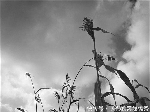 關(guān)于一的首字首字詩句