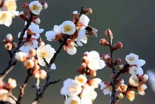 描寫(xiě)種花過(guò)程的句段,描寫(xiě)種花過(guò)程艱辛的句段,描寫(xiě)種花的好詞好句