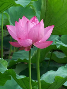 關于荷花的詩句以及象征的意義