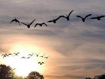 古詩(shī),詩(shī)句,春天