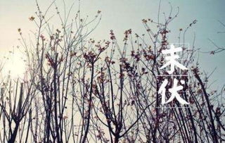 關(guān)于秋老虎詩句