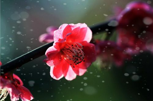 關(guān)于紅梅愛情的詩句