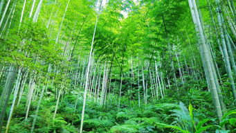 竹子,古詩(shī),詩(shī)句,冬天