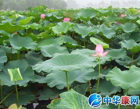 關(guān)于荷葉的詩(shī)句古詩(shī)