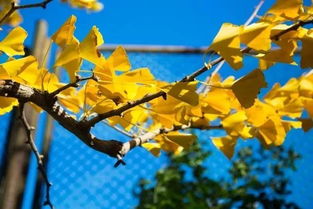 寫(xiě)一首關(guān)于秋天的詩(shī)句是什么