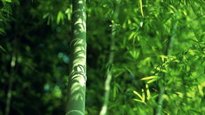 有關(guān)于竹子的園林詩句