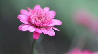 詩(shī)句,相伴,戀人