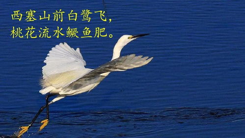 關(guān)于白鷺黃昏低飛圖詩句