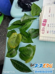 關于綠葉古詩句