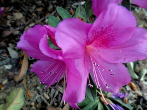 關(guān)于杜鵑花的千古詩句