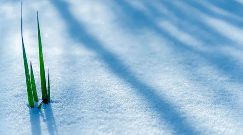 一覺醒來下雪的詩句古詩