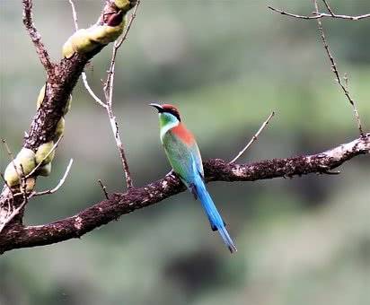 古詩文中含有鳥的詩句