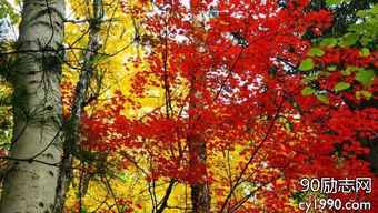 詩中的秋關(guān)于秋的詩句