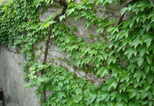 關(guān)于爬墻虎藤的詩句