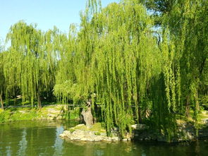 關(guān)于春天柳樹的詩句古詩