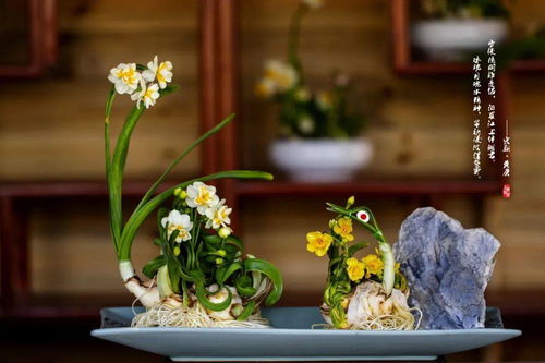 關于水仙的古詩,古水仙祠聯(lián)古詩背誦,贊美水仙的古詩