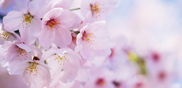 陽(yáng)春,櫻花,詩(shī)句