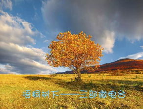 梧桐引來鳳凰的詩句,梧桐落鳳凰的詩句,有關(guān)于梧桐和鳳凰的詩句和詞語