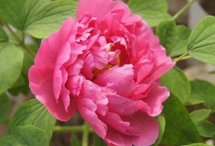 描寫冬天牡丹的詩句古詩