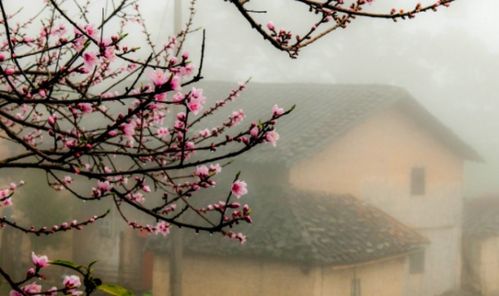 描寫同胞手足古詩句