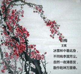 關于梅的詩句賞析