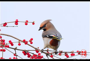 詩句,小鳥,秋天