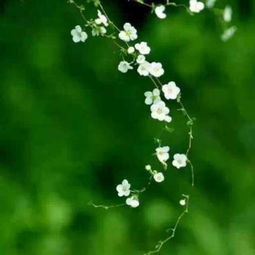 古詩(shī)中花開(kāi)的詩(shī)句