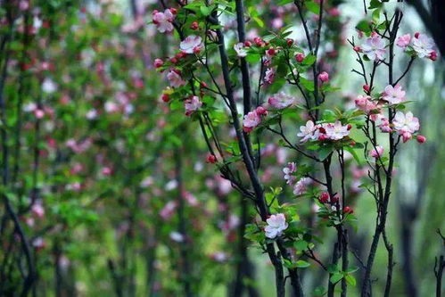 古詩,海棠,詩句,描寫