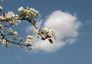 詩句,清明節(jié),中秋節(jié),春節(jié)