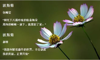 關(guān)于波斯菊的詩句