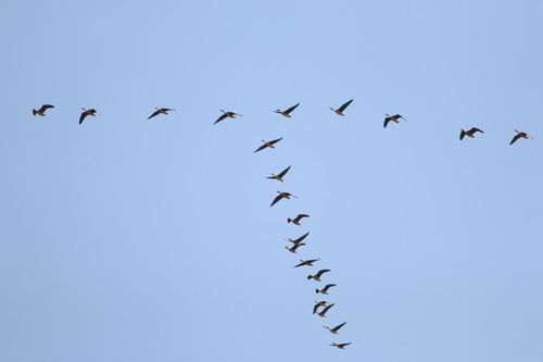 古詩,詩句,描寫,思念