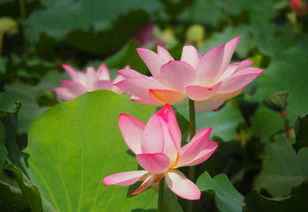 關(guān)于晚上荷花詩(shī)句