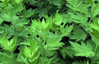 關(guān)于艾葉詩(shī)句