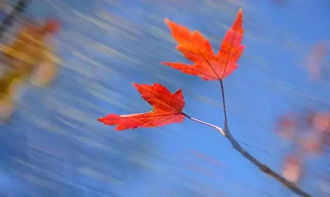 人生為夢(mèng)想堅(jiān)持的古詩句