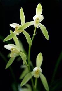 描寫(xiě)幽谷的古詩(shī)句