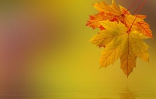 關(guān)于落葉奉獻的詩句