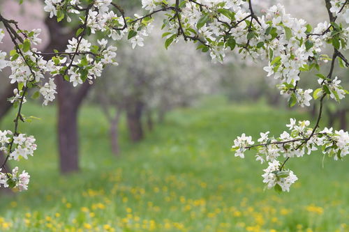 有哪些關(guān)于春天的詩句有哪些