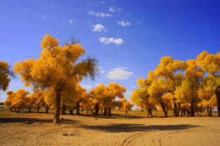 關于胡楊的唯美詩句