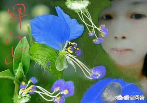 三級1課燕關于燕子的詩句