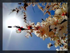 關于杏花的詩句古詩,杏花的詩句古詩大全,描寫杏花的詩句古詩