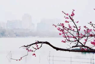 描寫濟南冬天的古詩句,描寫濟南冬天的古詩,描寫濟南冬天的詩句古詩