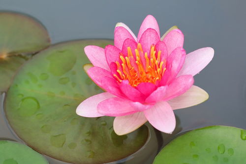 關(guān)于夏天荷花的詩句古詩大全