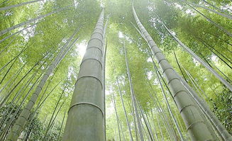 包含竹字的古詩句