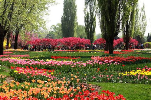 關(guān)于春天的花詩句