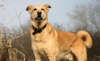 動物名有犬的古詩句