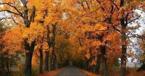 表達(dá)與友人惜別的詩句,秋天送別友人的詩句,秋天思念友人的詩句