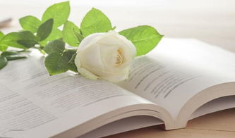 關(guān)于研究生生活的詩(shī)句